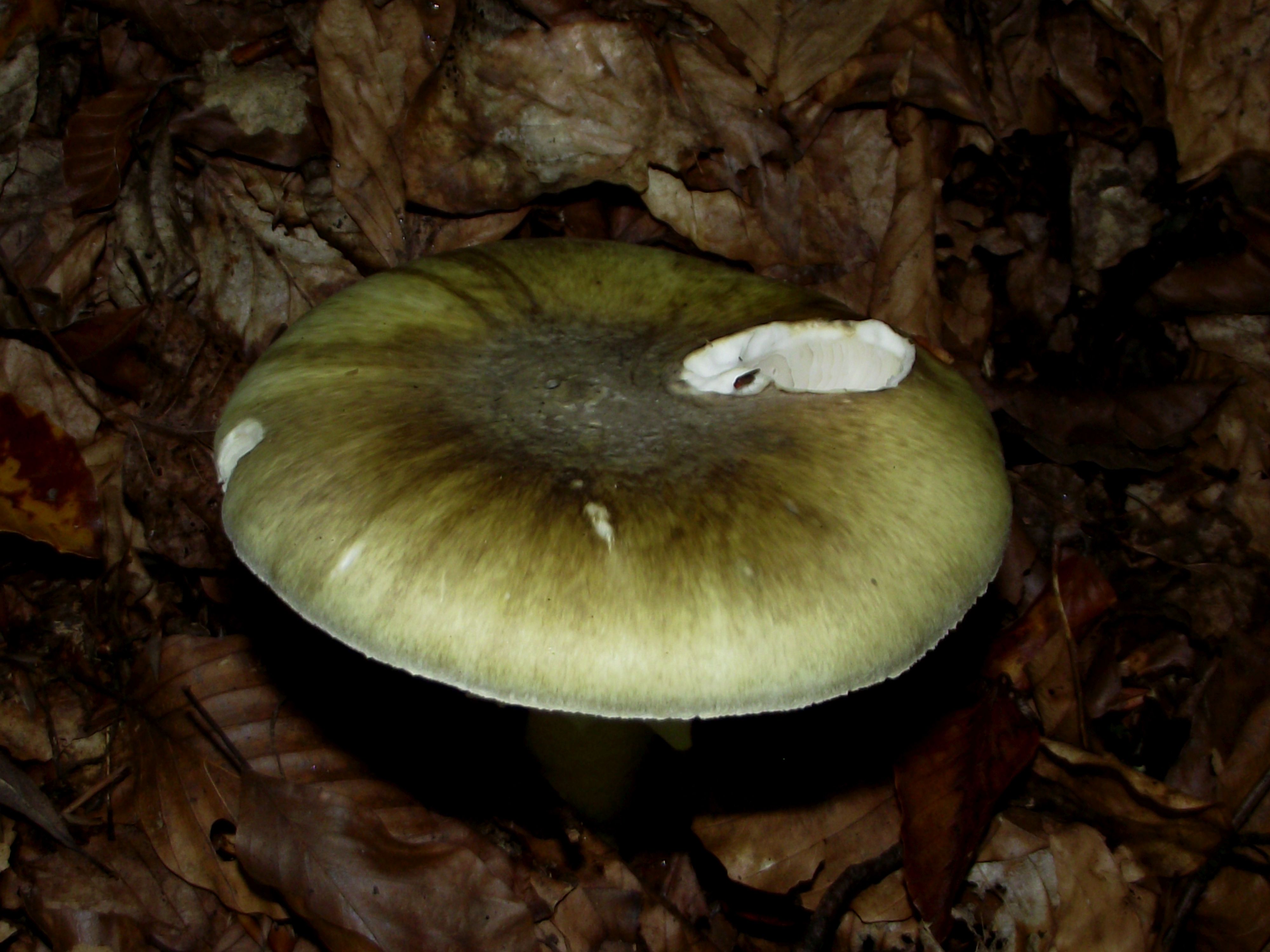 Grüner Knollenblätterpilz